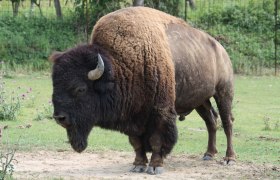 Bison, © Gemeinde Heldenberg