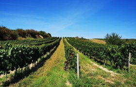 Weinrieden am Schatzberg, © Weinstraße Weinviertel