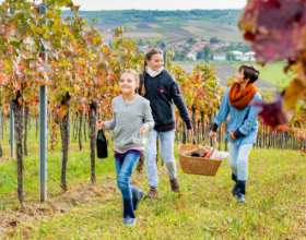 Weinherbst im Weinviertel, © M.Lifka