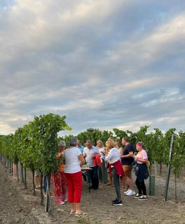 Interessantes über den Weinbau erfahren - Weingut Reinhard Hirsch, © Wein:Hirsch