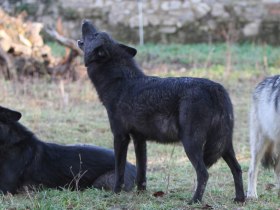 Wölfe, © Wolf Science Center