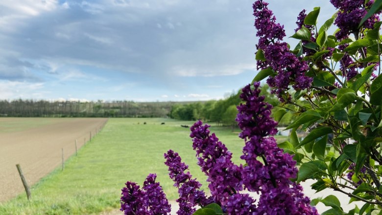 Spazierweg Point, © Weinstraße Weinviertel