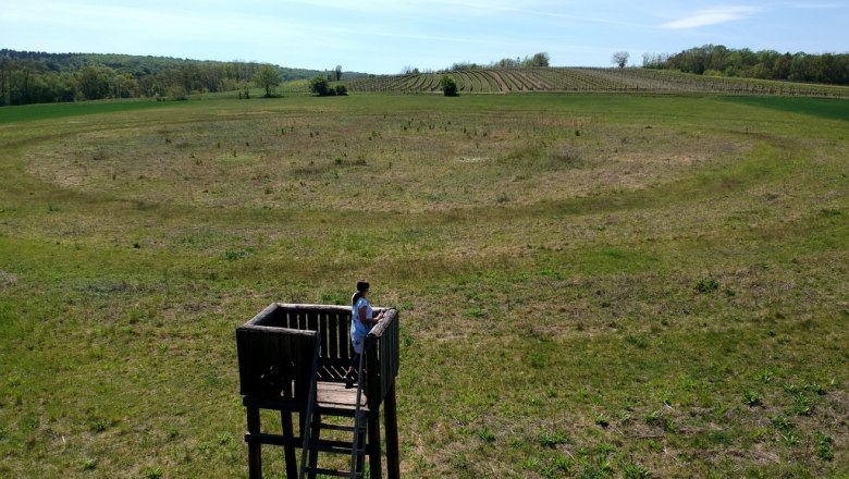 Aussichtsturm bei den Kreisgräben in Glaubendorf, © Weinstraße Weinviertel