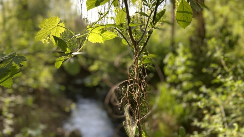 Idylle im Prater von Dietmannsdorf, © Weinstraße Weinviertel