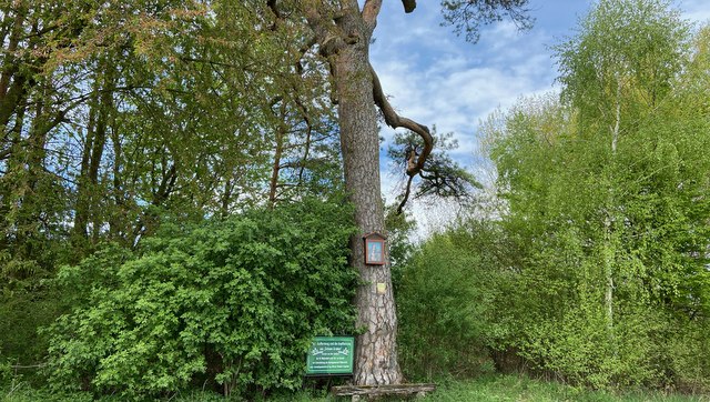 Riesige Föhre bei Weitersfeld, © Weinstraße Weinviertel