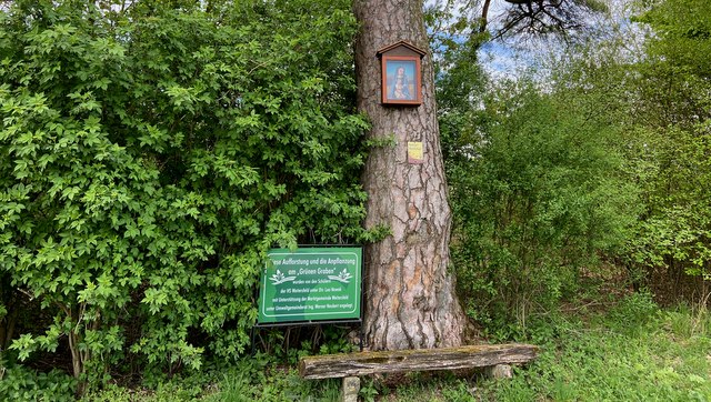 Föhre unter Denkmalschutz, © Weinstraße Weinviertel