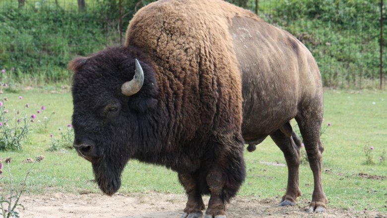 Bison, © Gemeinde Heldenberg